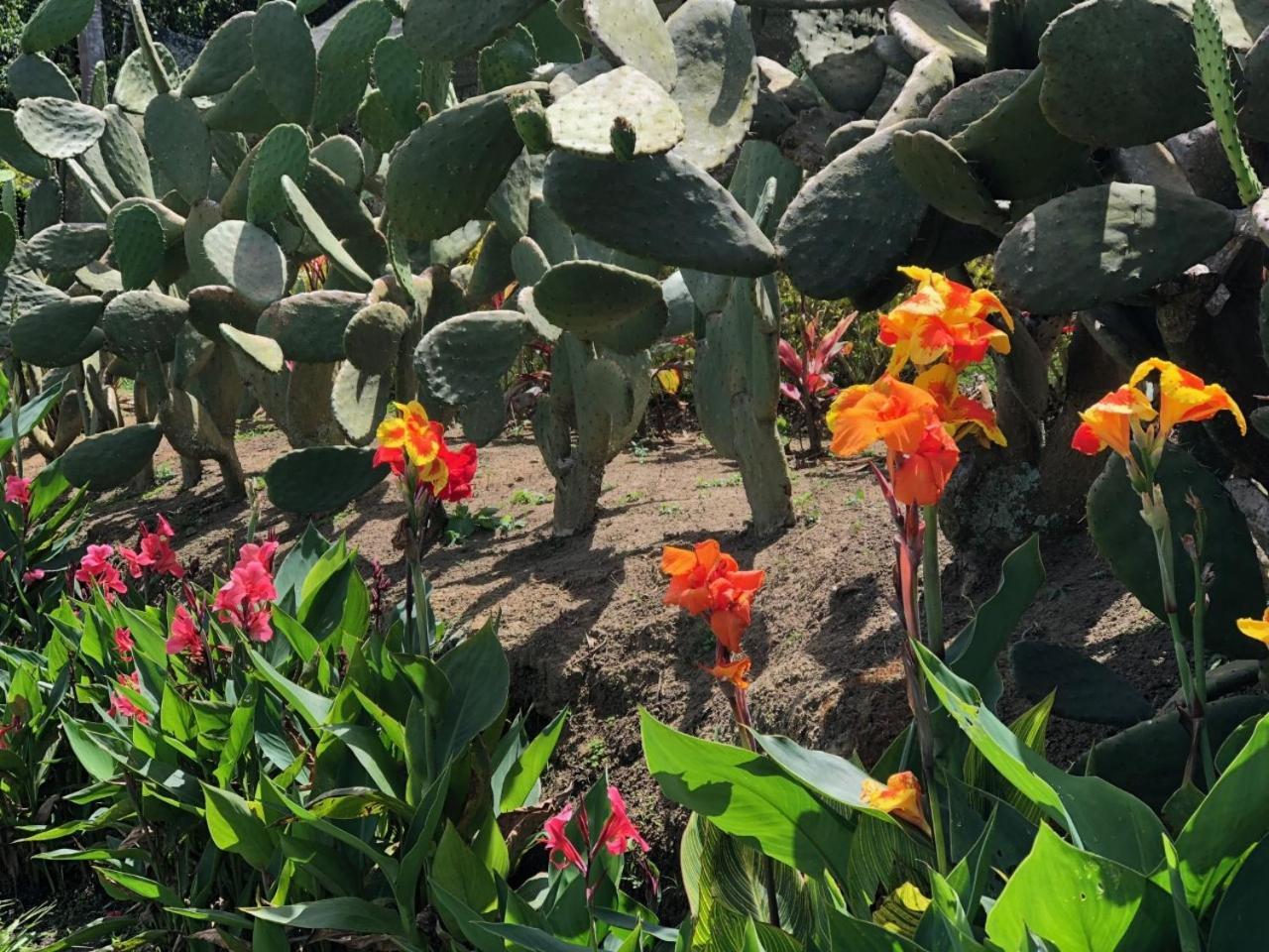 לוס סאנטוס Tribu Ecohostal מראה חיצוני תמונה
